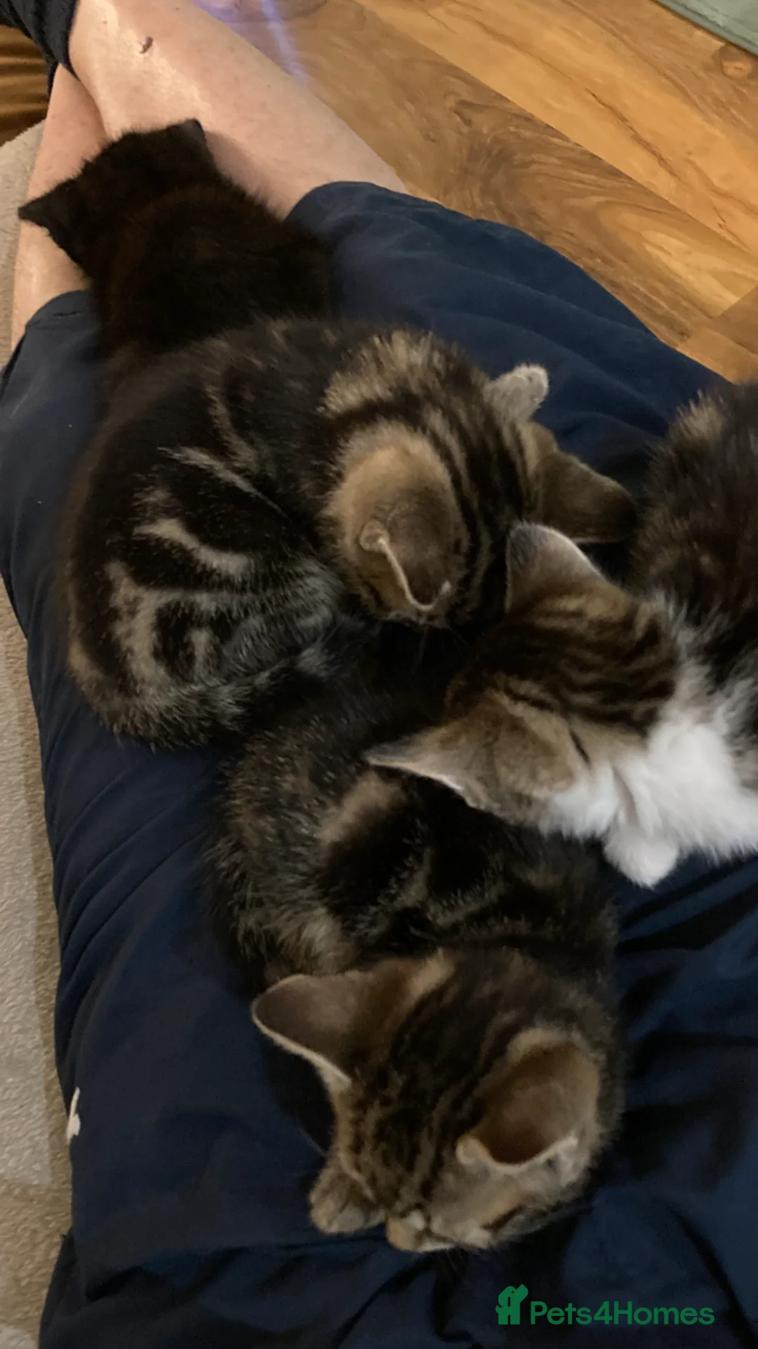 Mixed Breed cats for sale: 2 x adorable tabby kittens for sale! in Accrington - Advert 11