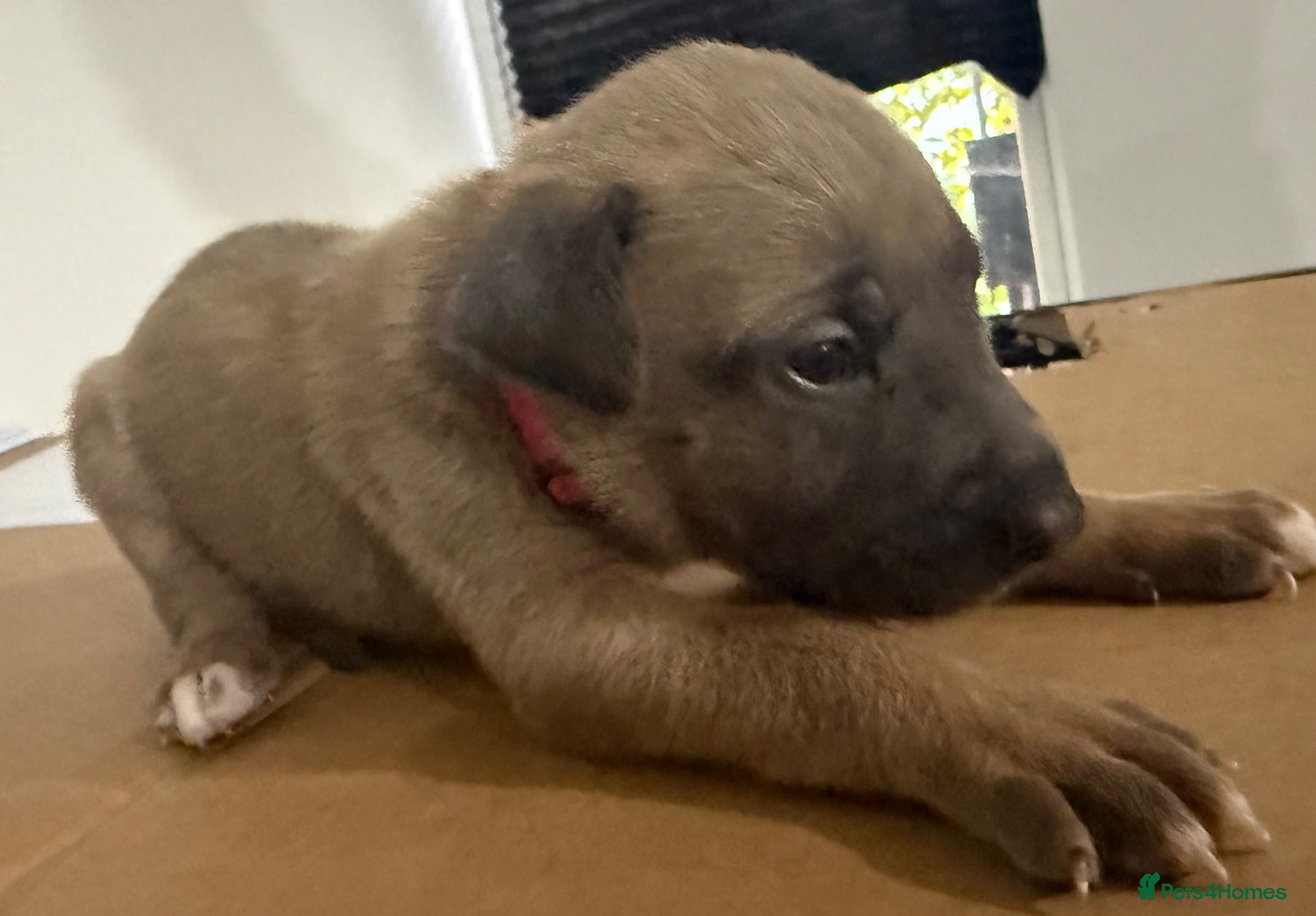 Mixed Breed dogs Belgium malinios x cane corso mix - Advert 2