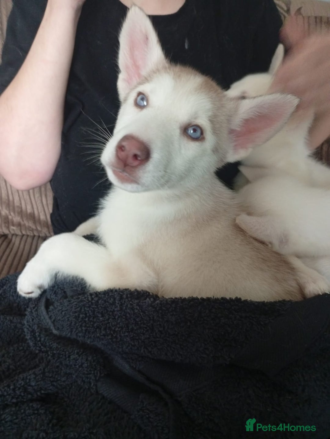 Siberian Husky dogs for sale: 5 beautiful siberian huskies left for forever home - Advert 15