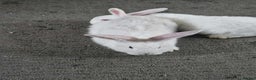 Mixed Breed rabbits for sale: Continental giant male  - Advert 1