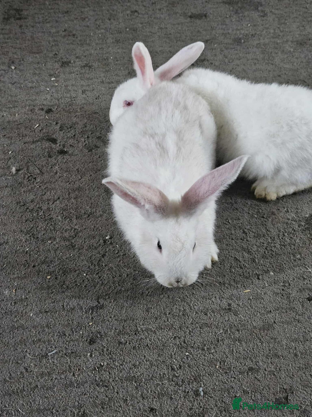 Mixed Breed rabbits for sale: Continental giant male  - Advert 1