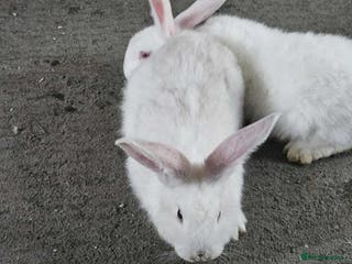 Mixed Breed rabbits Continental giant male - Advert 20