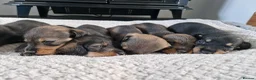 Dachshund dogs for sale: Wirehaired daschunds pups (teckle) - Advert 1