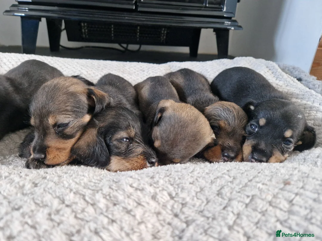 Dachshund dogs for sale: Wirehaired daschunds pups (teckle) - Advert 1