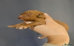 Goldendoodle dogs for sale: Superb litter of Mini Goldendoodle puppies  - Image 17