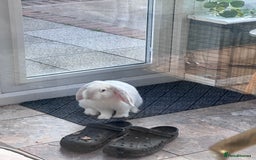 English Lop rabbits for sale: Holland Lop Male  - Image 4