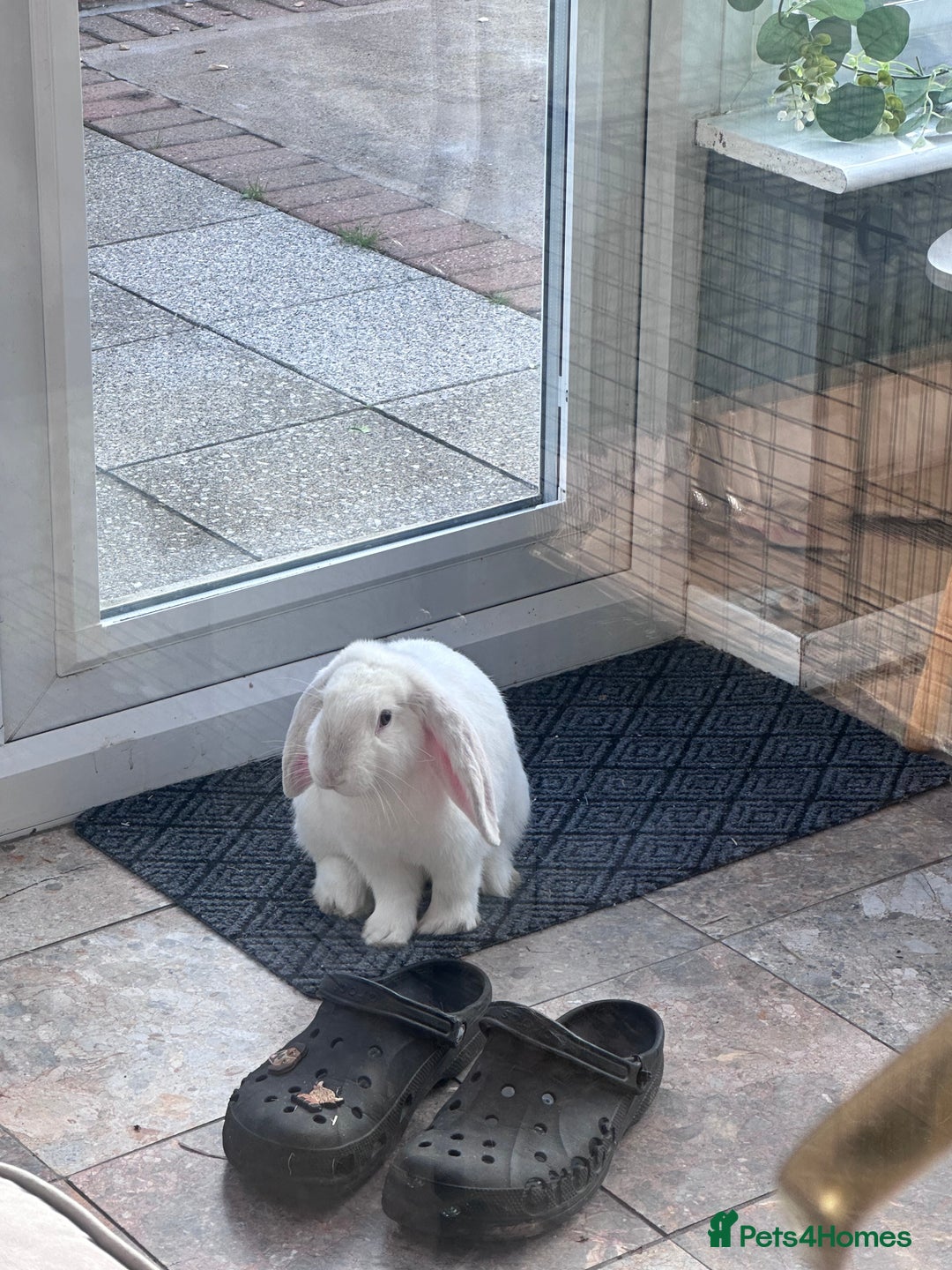 English Lop rabbits for sale: Holland Lop Male  - Image 4
