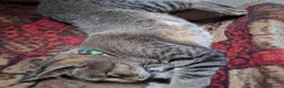 Mixed Breed cats for sale: Male cat 3.5 years old Tabby  in London - Advert 4
