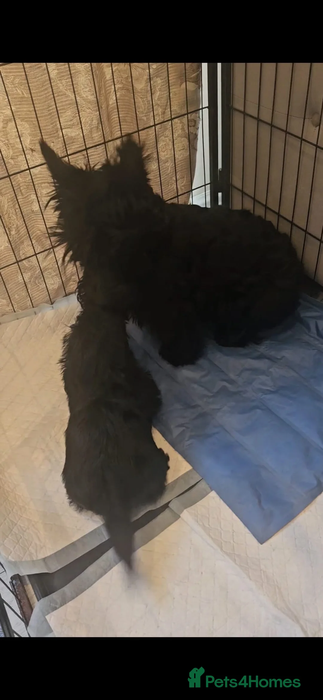 Scottish Terrier dogs for sale: Scottish terrier boy - Advert 2