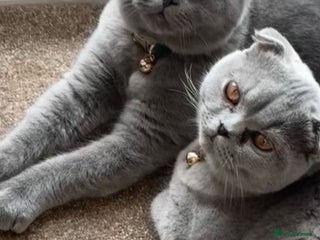 Scottish Fold cats Scottish Folds - Advert 1