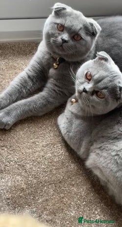 Scottish Fold cats Scottish Folds - Advert 1