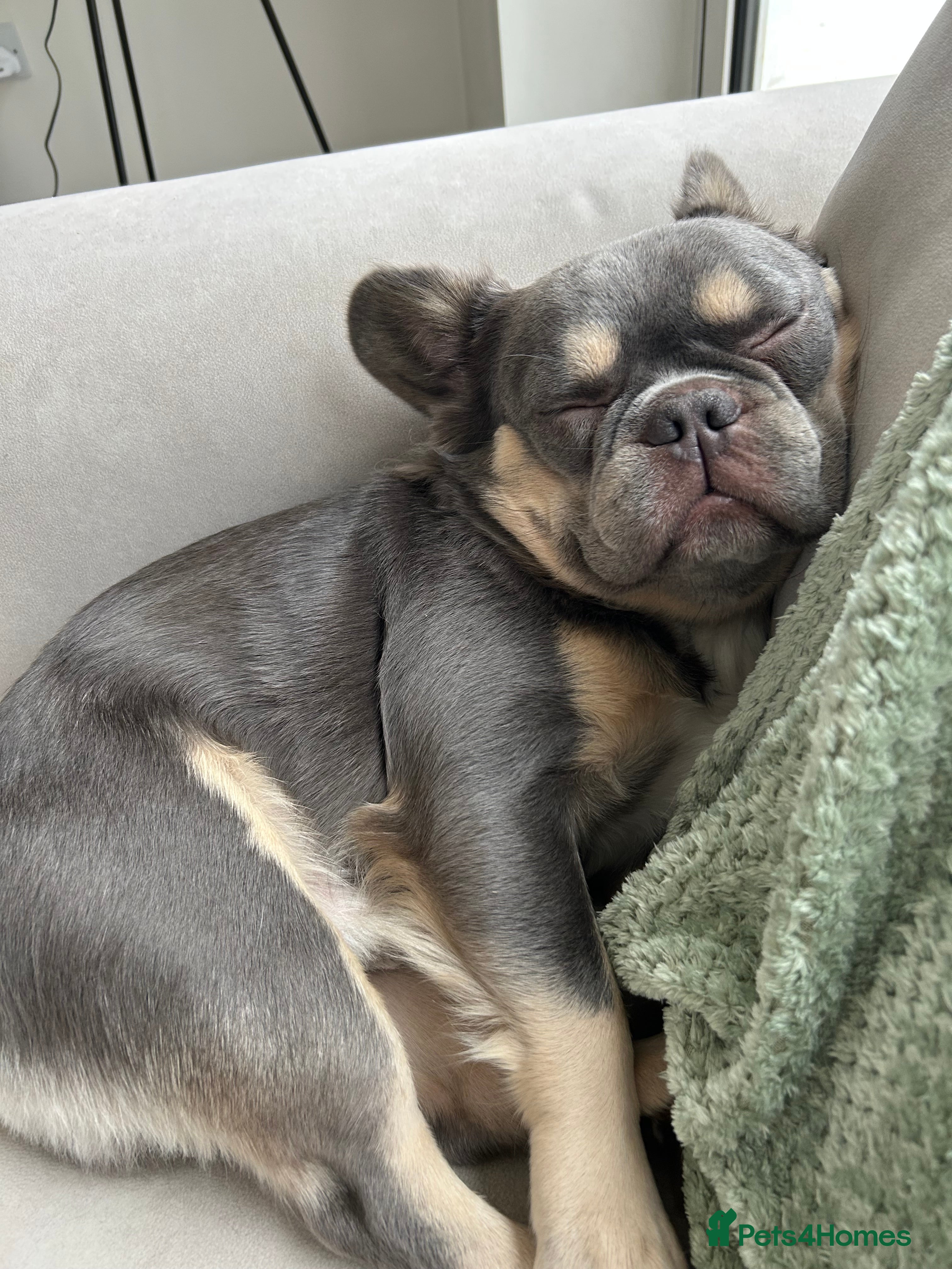 French Bulldog dogs for sale: Fluffy French Bulldog Archie  in Peterborough - Advert 5