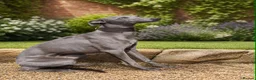 Whippet dogs for sale: Quality whippet puppies  in Newtown - Advert 2