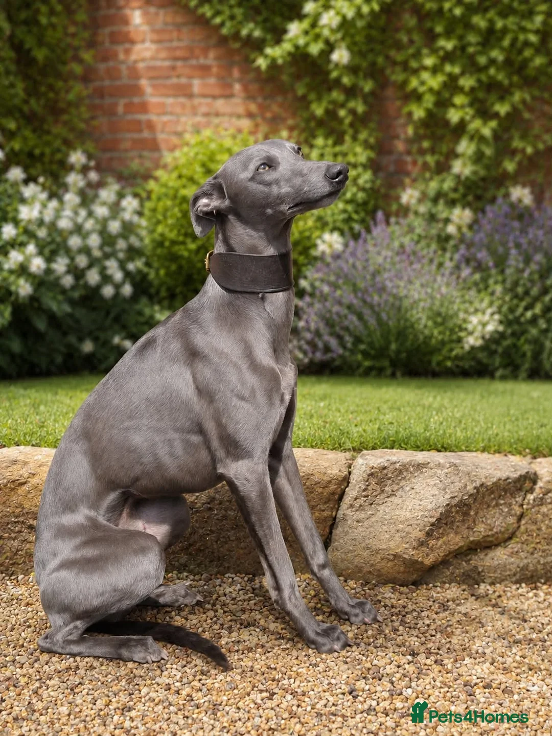Whippet dogs for sale: Quality whippet puppies  in Newtown - Advert 2