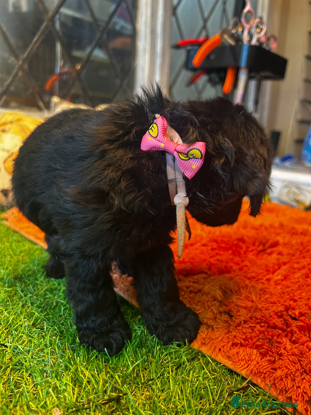 Cockapoo dogs for sale:  Northampton Cockapoos. Adorable F1 puppies - Advert 25