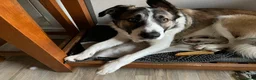 Mixed Breed dogs for sale: Border x Welsh 8 month old puppy in Plymouth - Advert 4