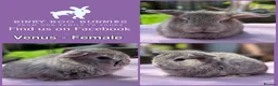Mini Lop rabbits for sale: Baby Mini Lop Bunnies - Reserve now, collect 10/06 - Advert 4