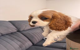 Cavalier King Charles Spaniel dogs for sale: ⭐Cavalier Boy -0% COI & Fully Health Tested⭐ - Image 4