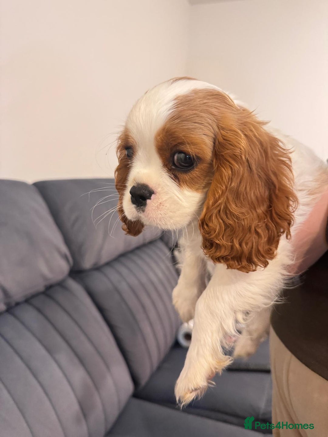 Cavalier King Charles Spaniel dogs for sale: ⭐Cavalier Boy -0% COI & Fully Health Tested⭐ - Image 4