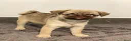Pug dogs for sale: Gorgeous Pug Puppies - Advert 3