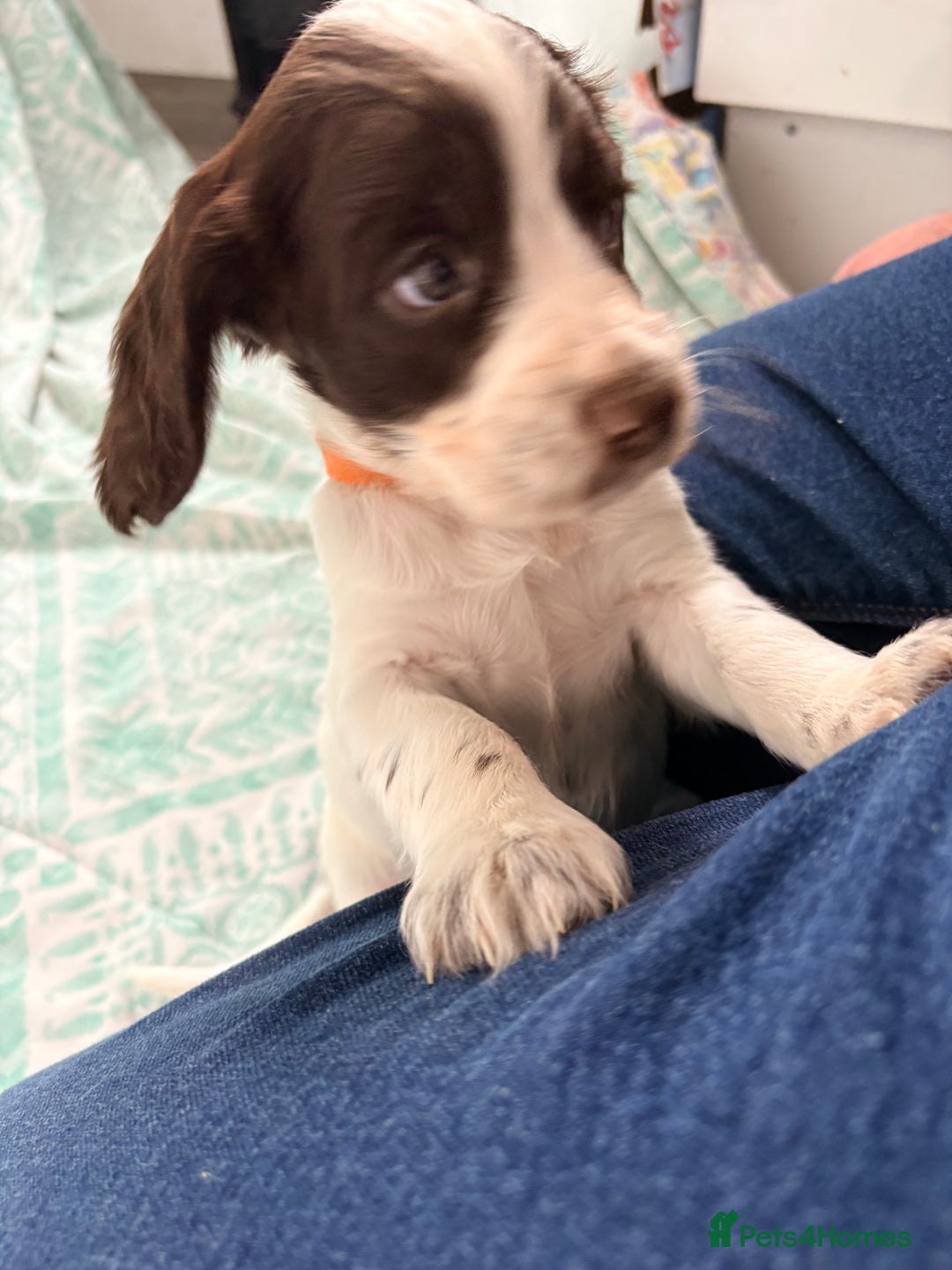 Cocker Spaniel dogs for sale: 2 cocker spaniel puppies for Sale - Advert 13