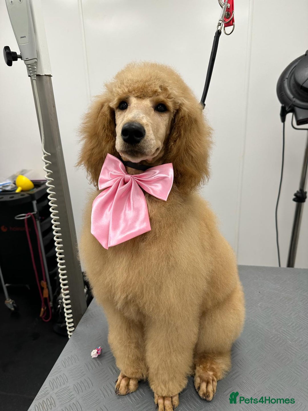 Poodle dogs for sale: Red Standard Poodle Puppies -KC 5-Gen Parents  - Image 3