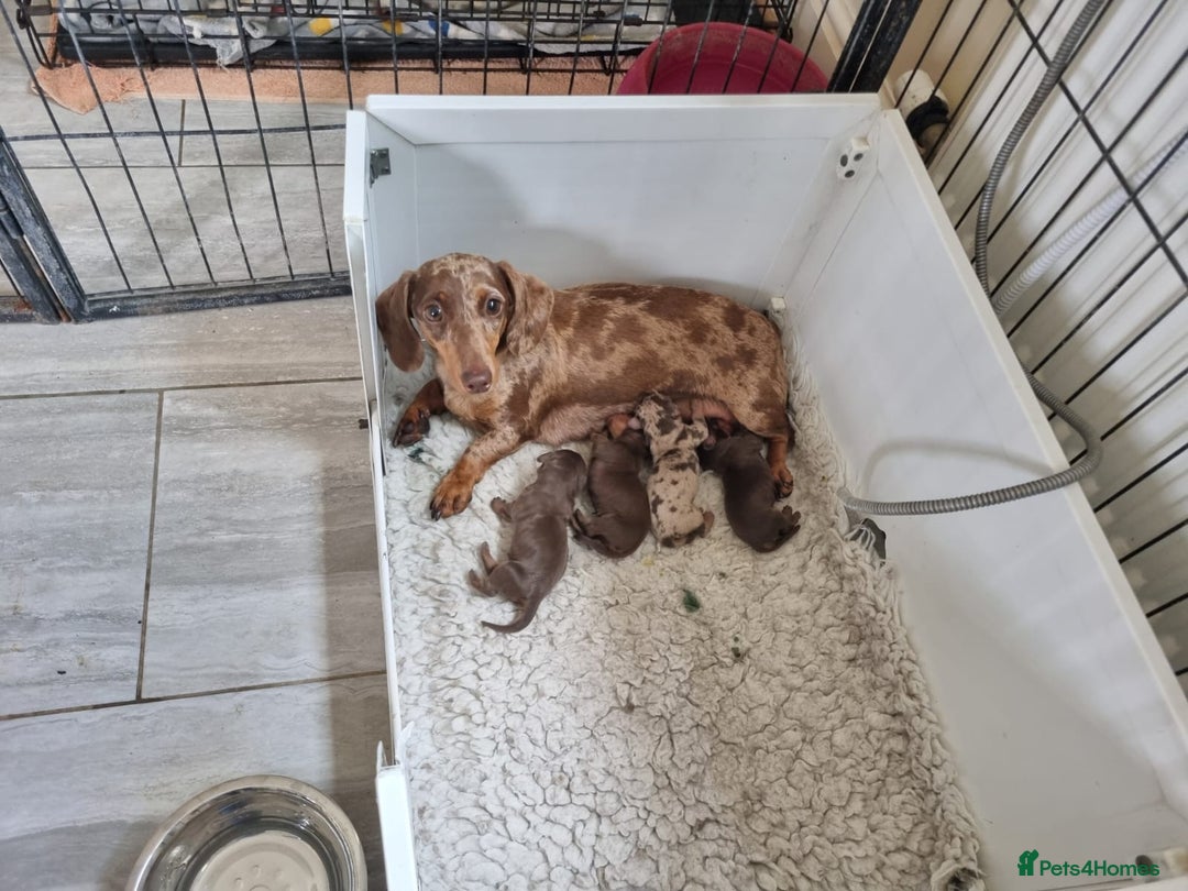 Miniature Dachshund dogs for sale: Gorgeous Mini Smooth Dachshunds Ready Now - Image 4