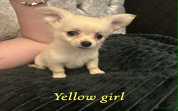 Pomchi dogs for sale: Pomchi puppys  - Image 9