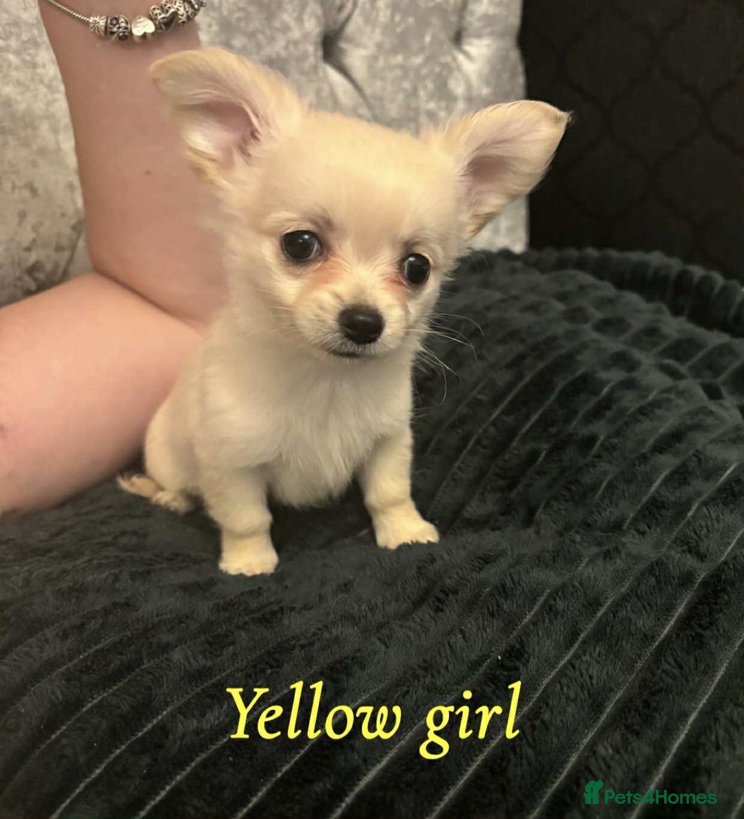 Pomchi dogs for sale: Pomchi puppys  - Image 9