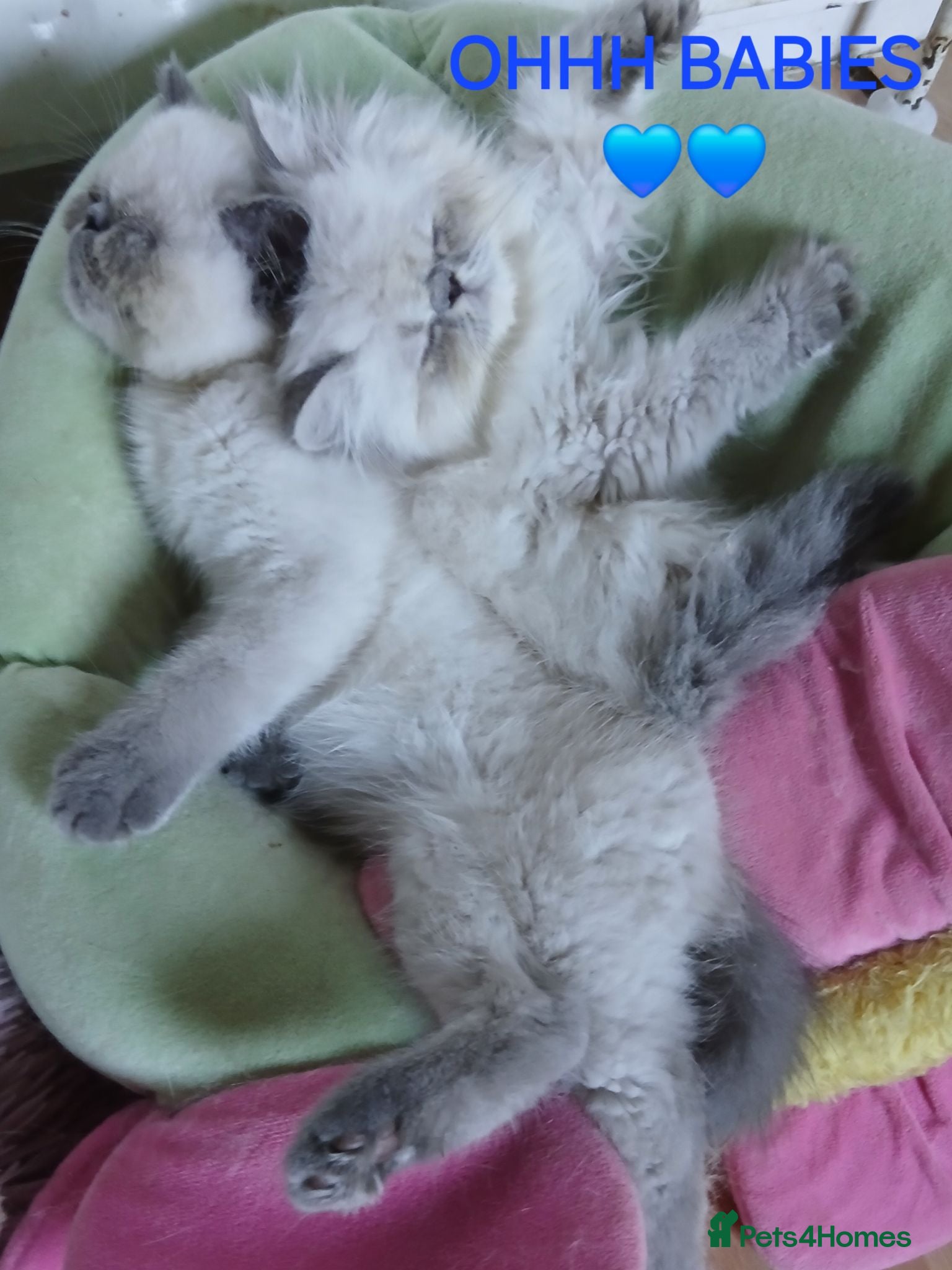 Exotic cats PEDIGREE GCCF PERSIAN EXOTIC BABIES - Advert 19