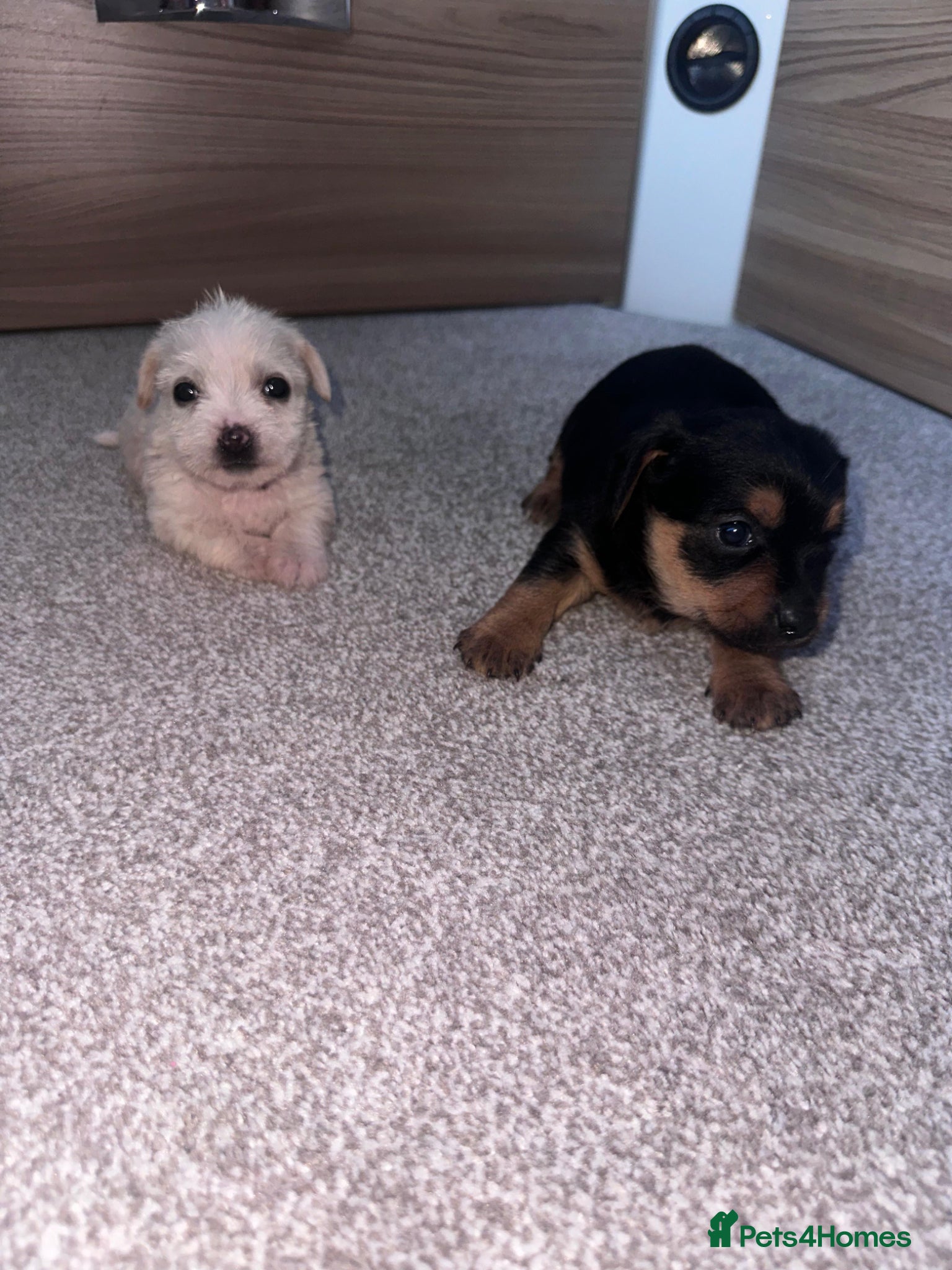 Yorkshire Terrier dogs Yorkshire Terrier pups - Advert 10