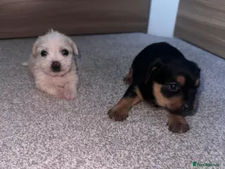 Yorkshire Terrier dogs Yorkshire Terrier pups - Advert 10