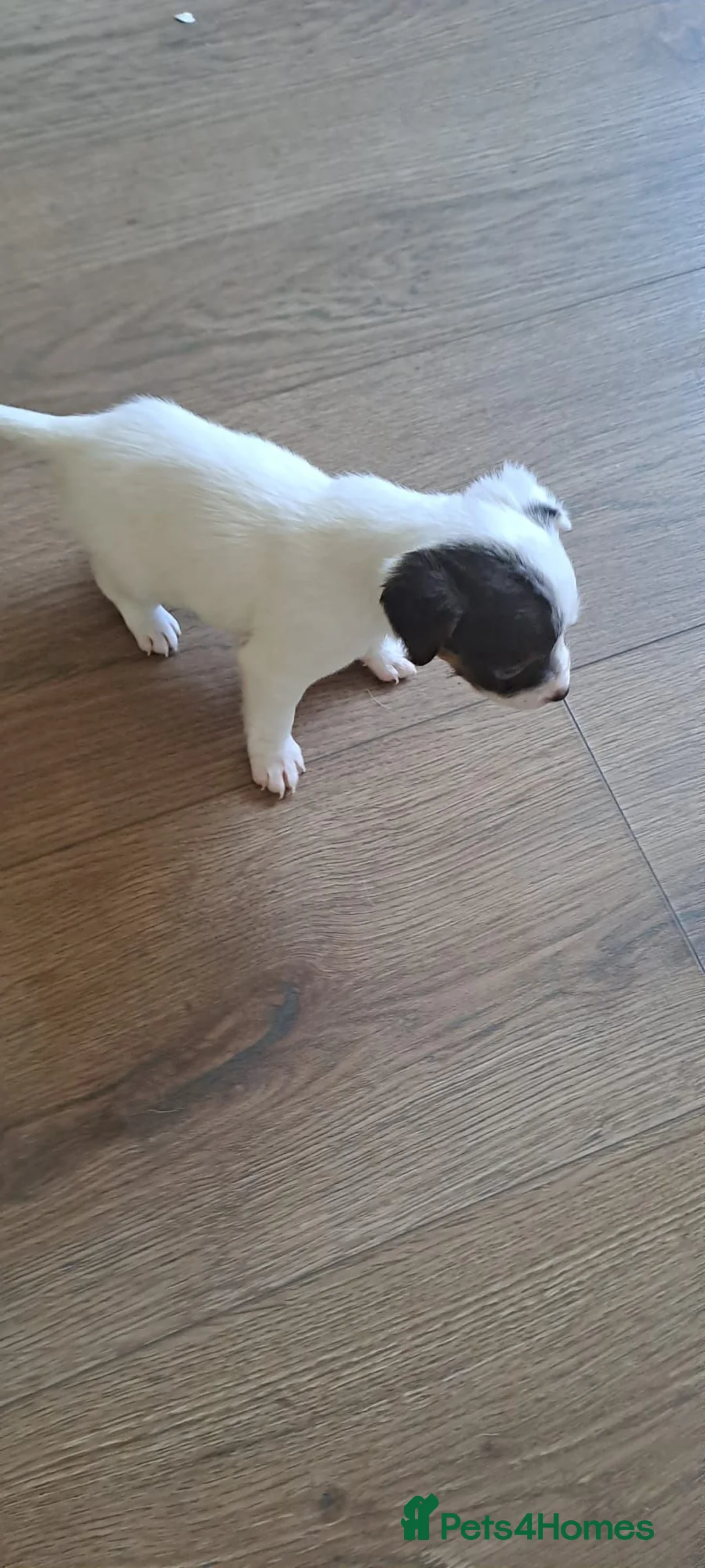 Jack Russell dogs for sale: Jack russell puppy in Dudley - Advert 2