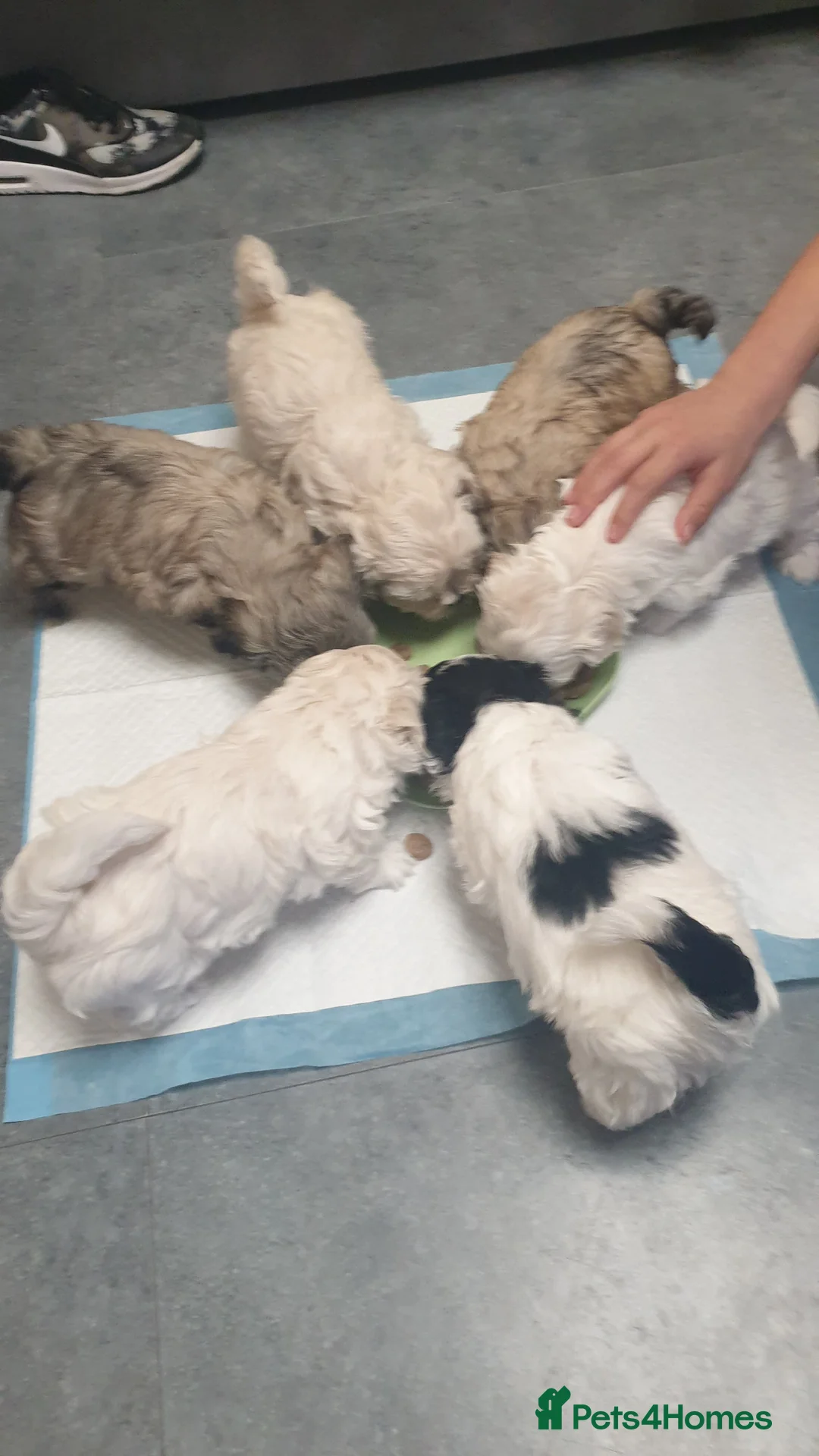 Bichon Frise dogs for sale: 6 puppy mini bishon frise.  - Advert 29