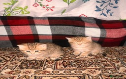 British Shorthair cats for sale: Golden bsh black tip  - Image 7