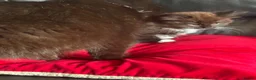 British Shorthair cats for sale: British shorthair kittens  in Warrington - Advert 7
