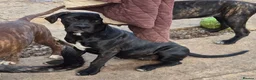 Cane Corso dogs for sale: 🐾 5 BEAUTIFUL CANE CORSO PUPPIES • 5 MONTHS in Swindon - Advert 10