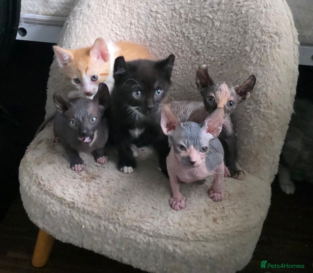 Mixed Breed cats for sale: Adorable Male Kitten – Sphynx x Devon Rex Cross - Advert 12