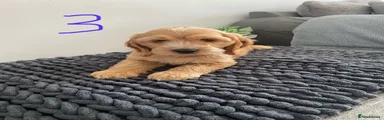 Cockapoo 3