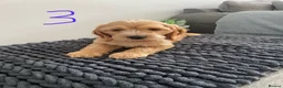 Cockapoo dogs for sale: F1 Cockapoo puppies. Apricot roan - Advert 7
