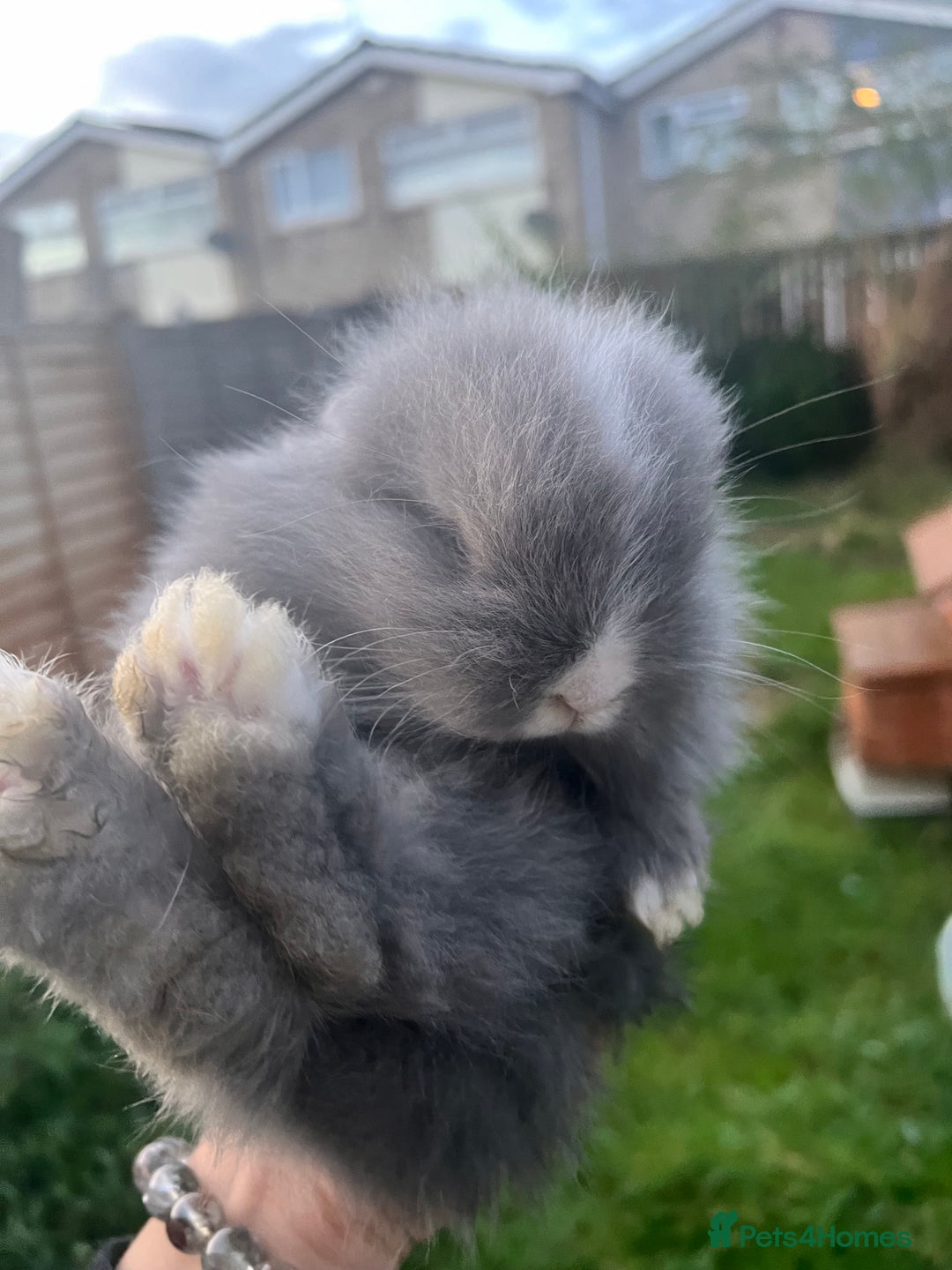 Angora rabbits for sale: Rabbits for adoption - Urgent - Image 2