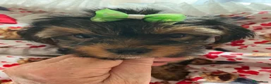 Yorkshire Terrier 3