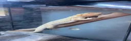 Bearded Dragon reptiles for sale: Bearded dragon in Horsham - Advert 1