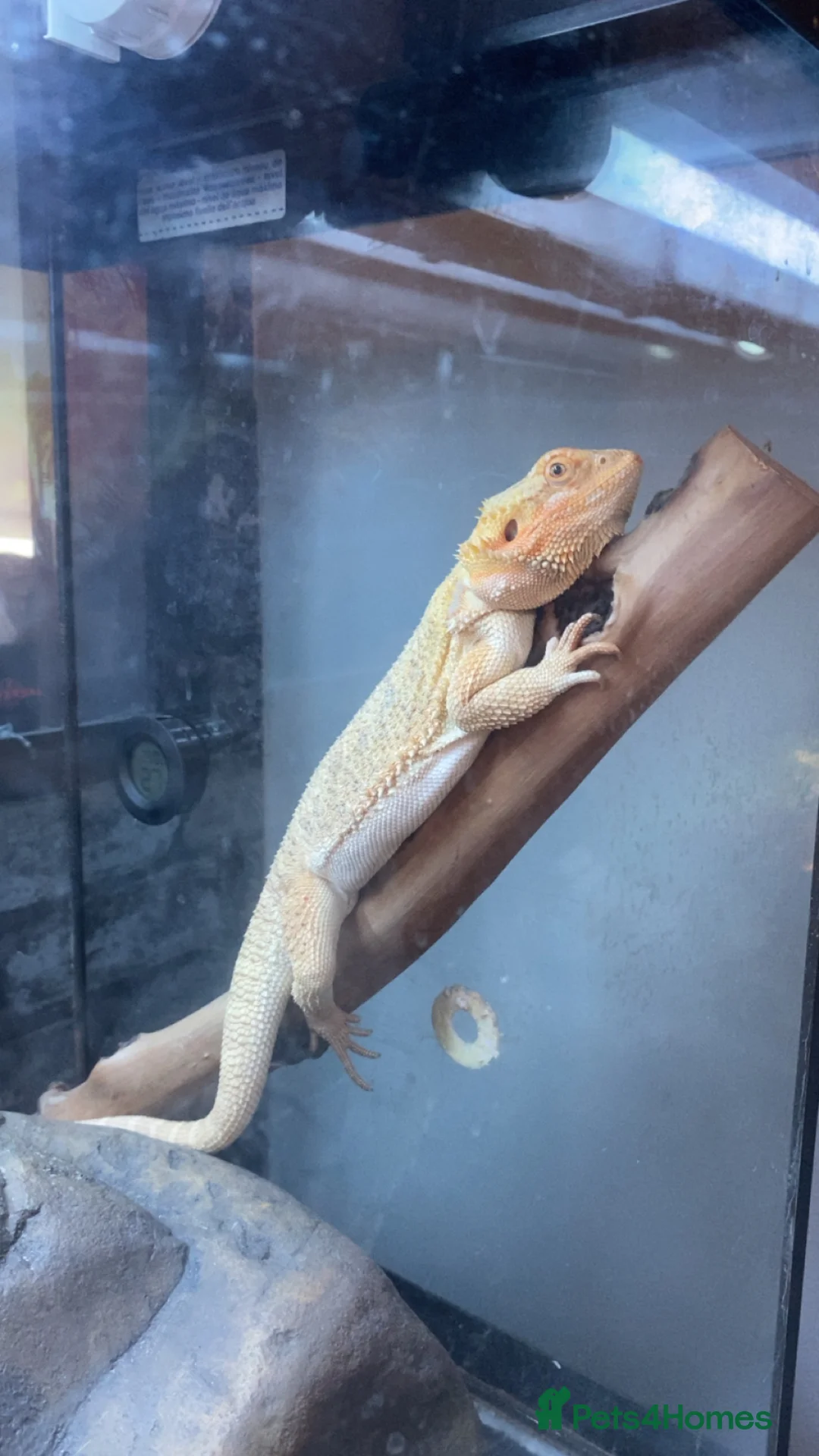 Bearded Dragon reptiles for sale: Bearded dragon in Horsham - Advert 1