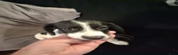 Mixed Breed dogs for sale: Foxhound pup  - Advert 3