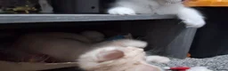Ragcoon cats for sale: REDUCED!!!! Bouncing beauties ready to go  - Advert 8