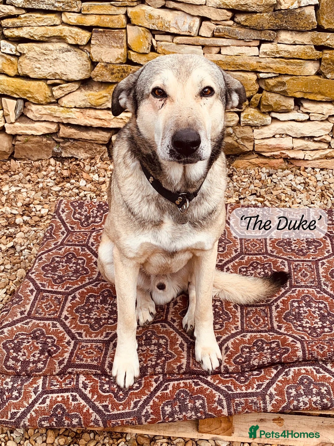 Mixed Breed dogs for adoption: The Duke, 8 yrs approx. Available for adoption. - Advert 24