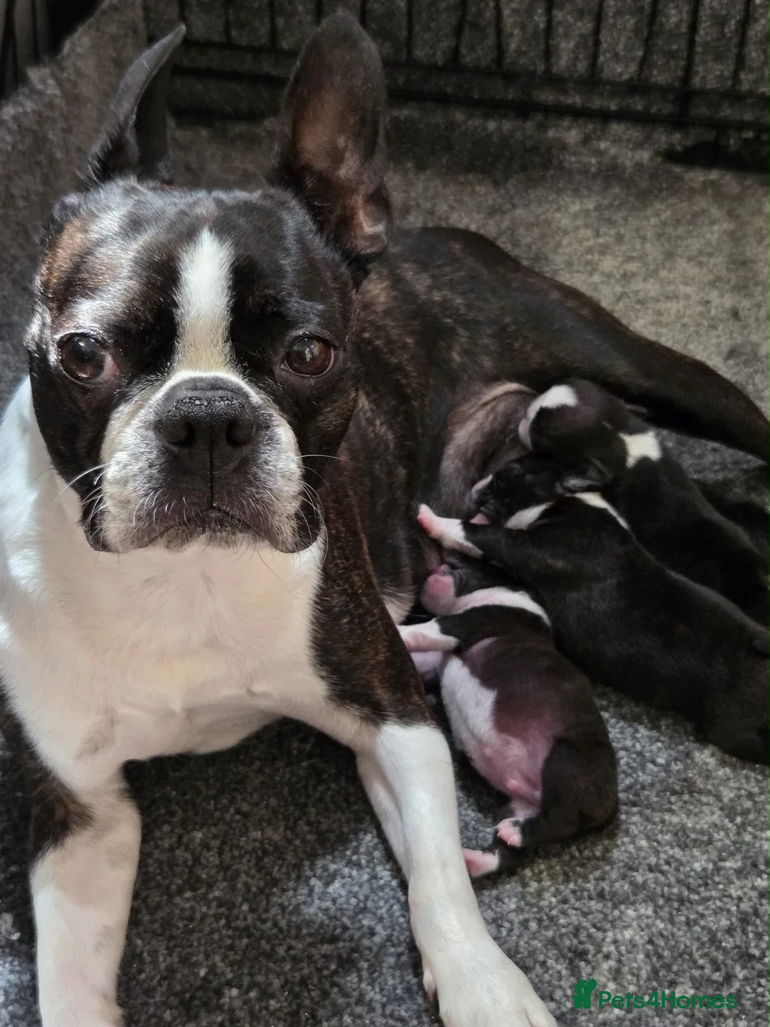 Boston Terrier dogs for sale: Gorgeous Boston terrier pups  - Advert 1