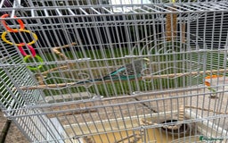 Budgerigars birds for sale: Male and Female budgies with Cage and Accessories - Image 4