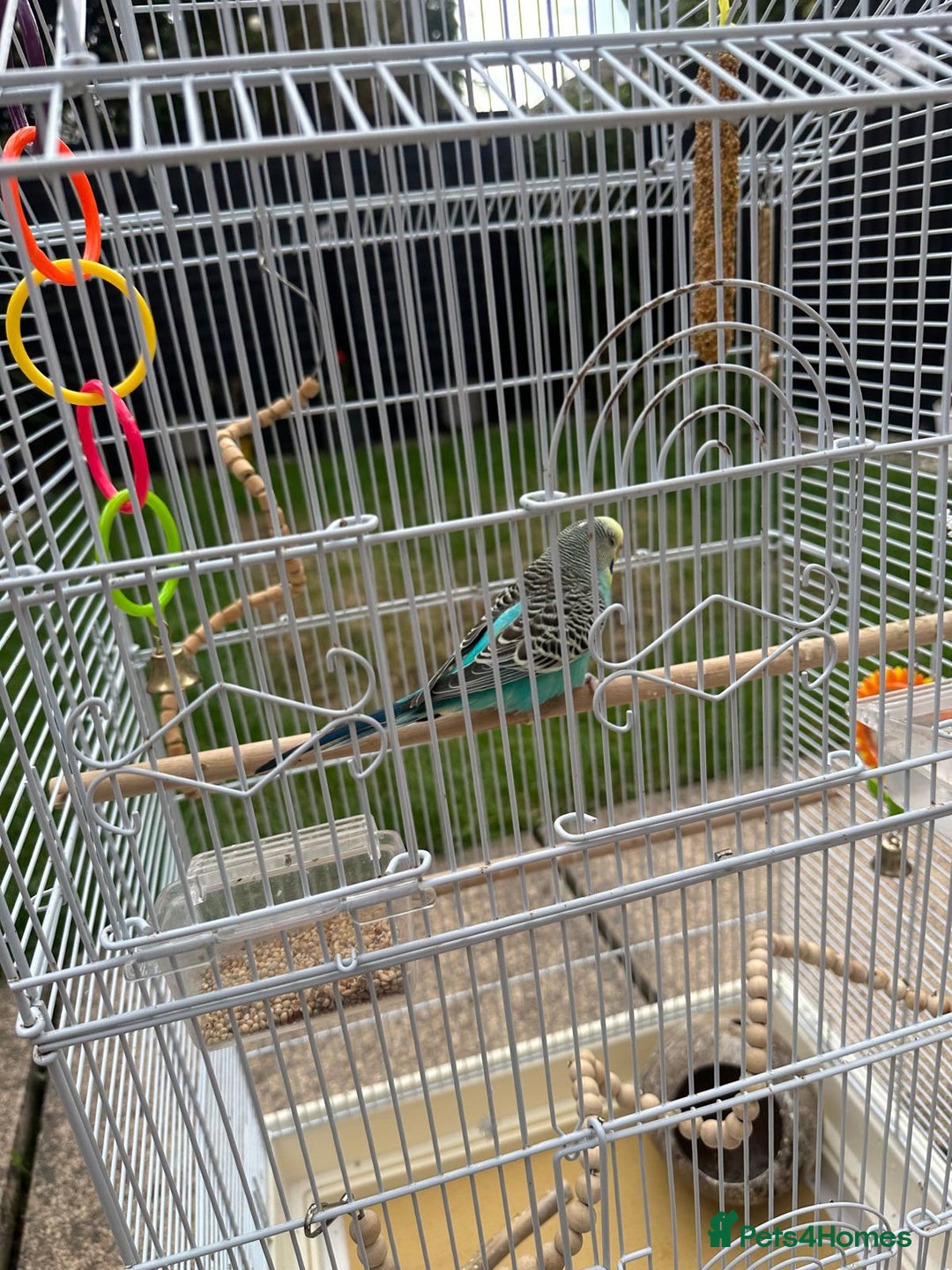 Budgerigars birds for sale: Male and Female budgies with Cage and Accessories - Image 4